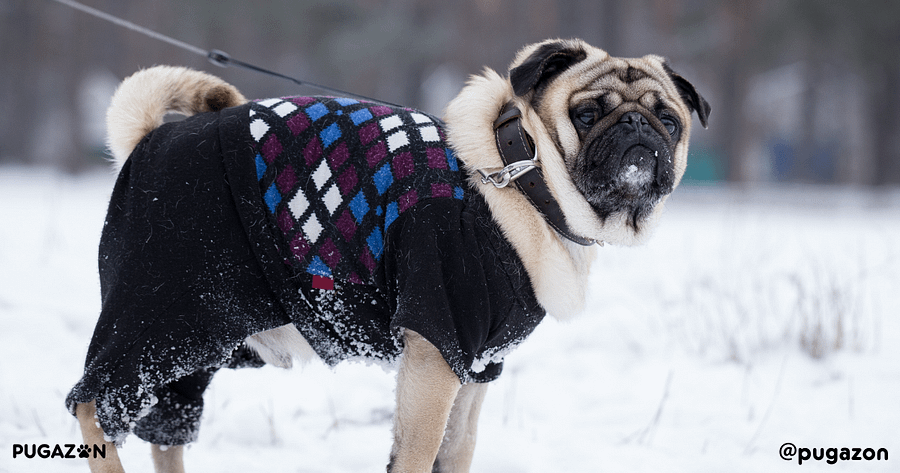 pug in the snow with a harness