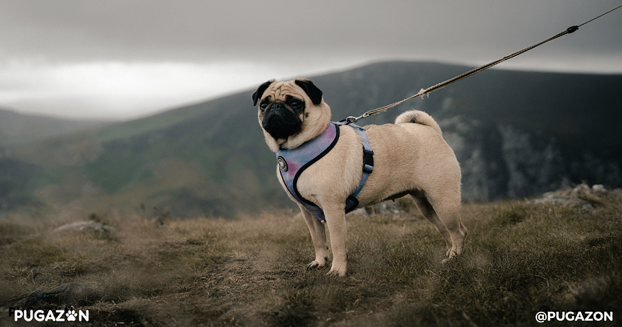 pug in the mountains with a leash and harness