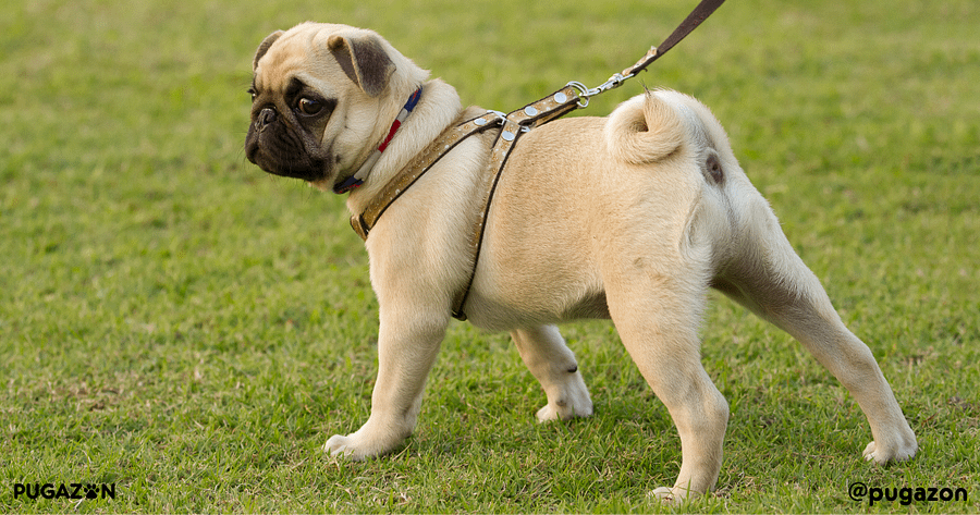 pug puppy on a leash in a park training