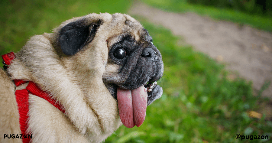 funny pug with a leash and harness in a park training