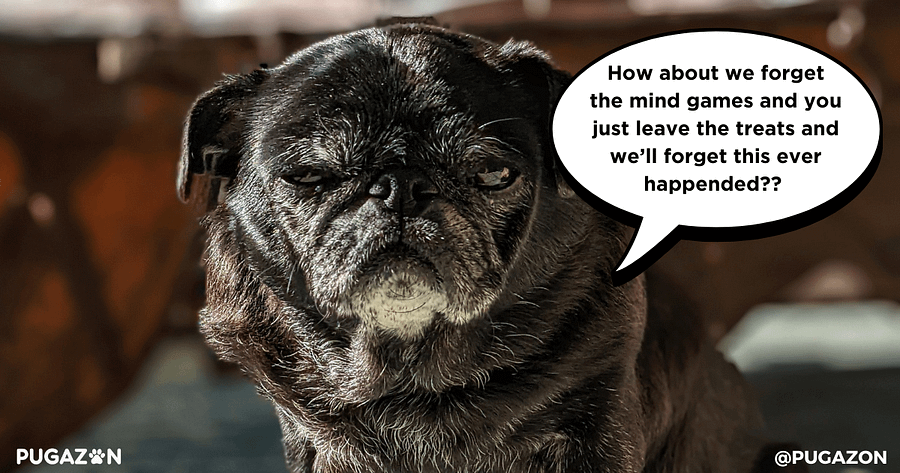 Mental Stimulation for Senior Pugs