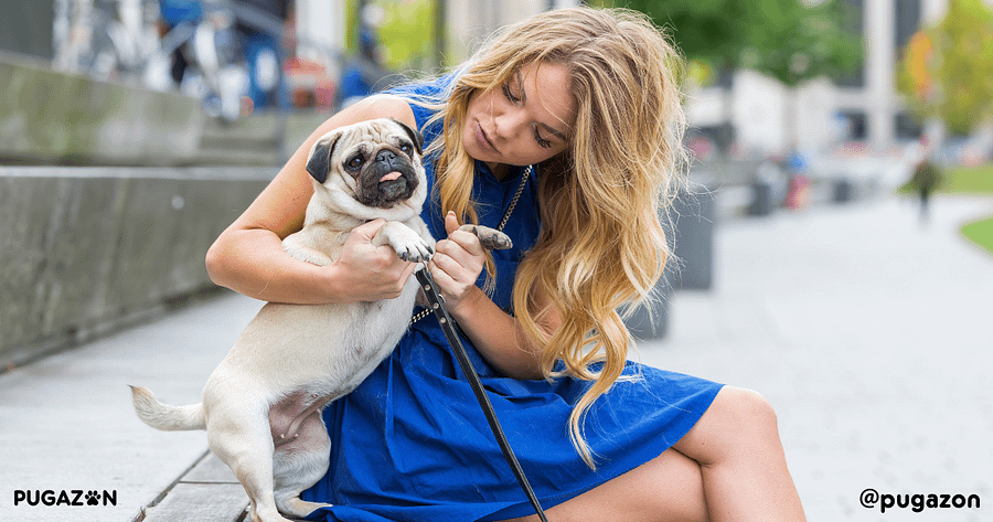 pug on a leash positive reinforcement