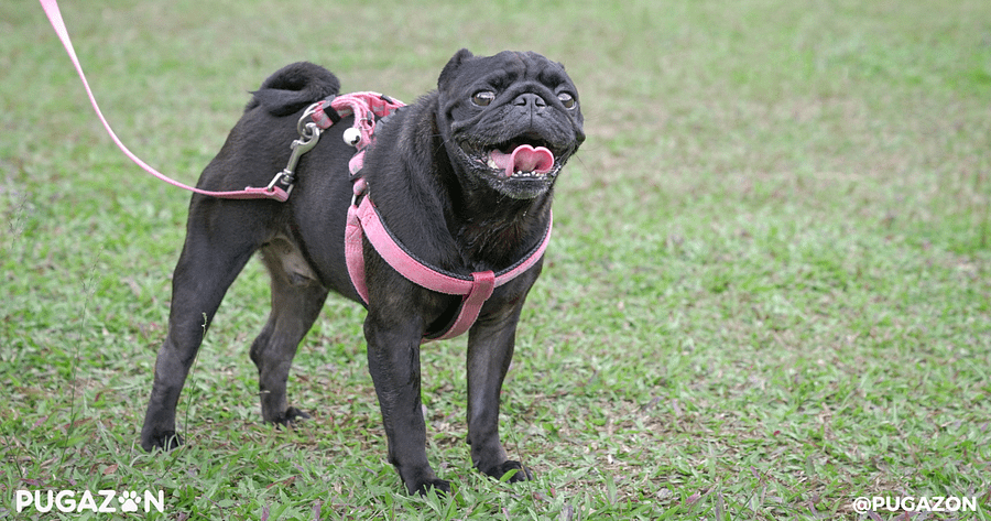 how to stop How to Stop Pug Leash Reactivity