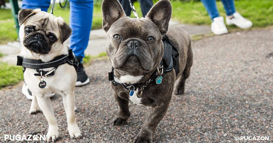 training your pug on a leash for being around other dogs