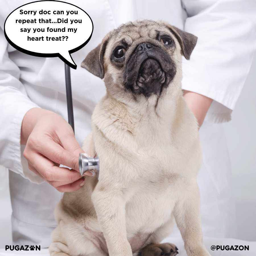 Regular Vet Checkups help avoid pug obesity