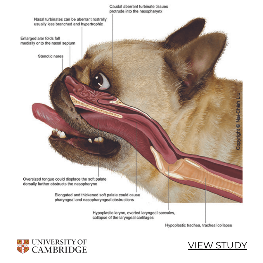 understanding boas with pugs