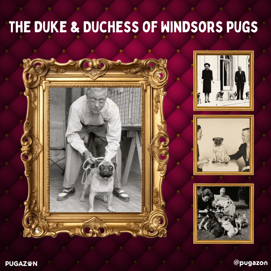 duke and Duchess of Windsor and their famous royal pugs